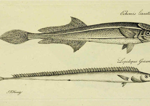 Reproducción/Reproduction 6005481121: M.E. Blochii ... Systema ichthyologiae iconibus CX illustratum v.2 Berolini :Sumtibus auctoris impressum et Bibliopolio Sanderiano commissum,1801