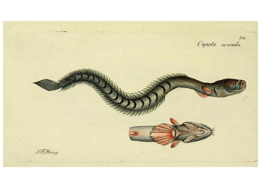 Reproducción/Reproduction 6005481457: M.E. Blochii ... Systema ichthyologiae iconibus CX illustratum v.2 Berolini :Sumtibus auctoris impressum et Bibliopolio Sanderiano commissum,1801