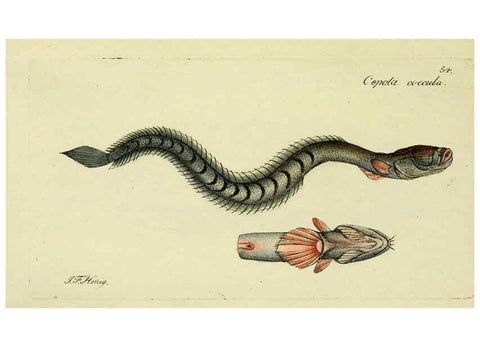 Reproducción/Reproduction 6005481457: M.E. Blochii ... Systema ichthyologiae iconibus CX illustratum v.2 Berolini :Sumtibus auctoris impressum et Bibliopolio Sanderiano commissum,1801