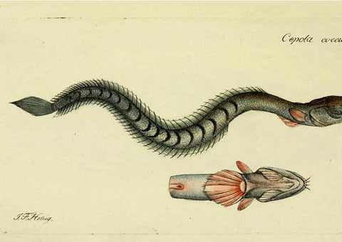 Reproducción/Reproduction 6005481457: M.E. Blochii ... Systema ichthyologiae iconibus CX illustratum v.2 Berolini :Sumtibus auctoris impressum et Bibliopolio Sanderiano commissum,1801