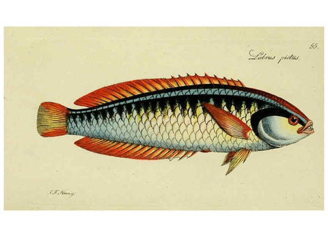 Reproducción/Reproduction 6006024528: M.E. Blochii ... Systema ichthyologiae iconibus CX illustratum v.2 Berolini :Sumtibus auctoris impressum et Bibliopolio Sanderiano commissum,1801