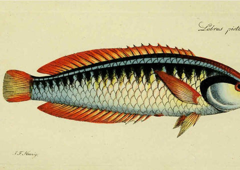 Reproducción/Reproduction 6006024528: M.E. Blochii ... Systema ichthyologiae iconibus CX illustratum v.2 Berolini :Sumtibus auctoris impressum et Bibliopolio Sanderiano commissum,1801