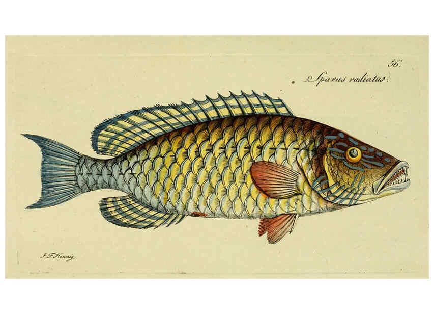 Reproducción/Reproduction 6005482023: M.E. Blochii ... Systema ichthyologiae iconibus CX illustratum v.2 Berolini :Sumtibus auctoris impressum et Bibliopolio Sanderiano commissum,1801