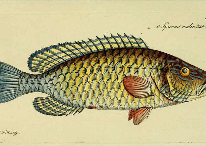 Reproducción/Reproduction 6005482023: M.E. Blochii ... Systema ichthyologiae iconibus CX illustratum v.2 Berolini :Sumtibus auctoris impressum et Bibliopolio Sanderiano commissum,1801