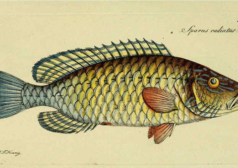 Reproducción/Reproduction 6005482023: M.E. Blochii ... Systema ichthyologiae iconibus CX illustratum v.2 Berolini :Sumtibus auctoris impressum et Bibliopolio Sanderiano commissum,1801