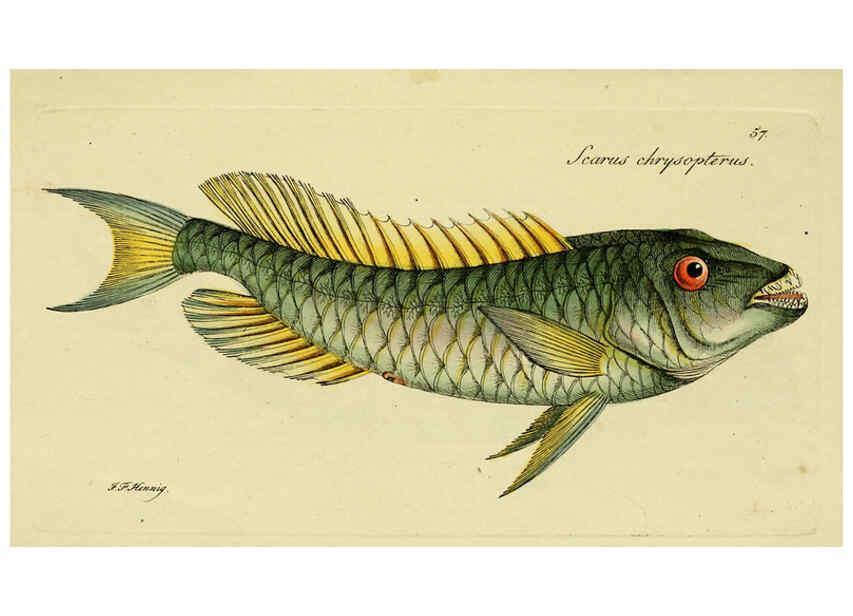 Reproducción/Reproduction 6006025030: M.E. Blochii ... Systema ichthyologiae iconibus CX illustratum v.2 Berolini :Sumtibus auctoris impressum et Bibliopolio Sanderiano commissum,1801