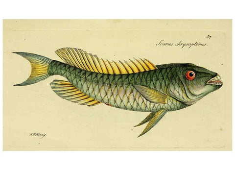Reproducción/Reproduction 6006025030: M.E. Blochii ... Systema ichthyologiae iconibus CX illustratum v.2 Berolini :Sumtibus auctoris impressum et Bibliopolio Sanderiano commissum,1801