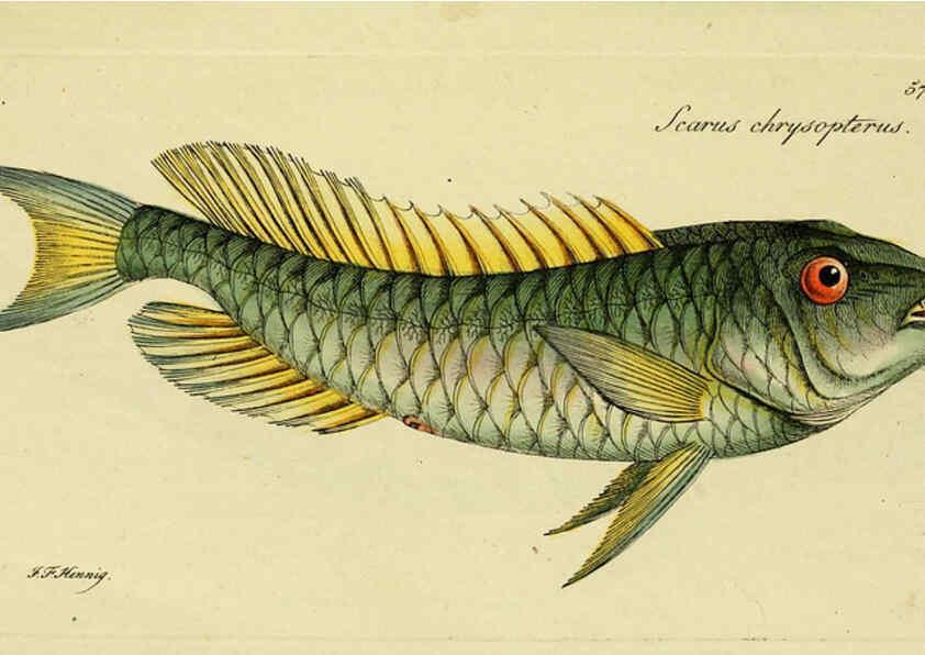 Reproducción/Reproduction 6006025030: M.E. Blochii ... Systema ichthyologiae iconibus CX illustratum v.2 Berolini :Sumtibus auctoris impressum et Bibliopolio Sanderiano commissum,1801