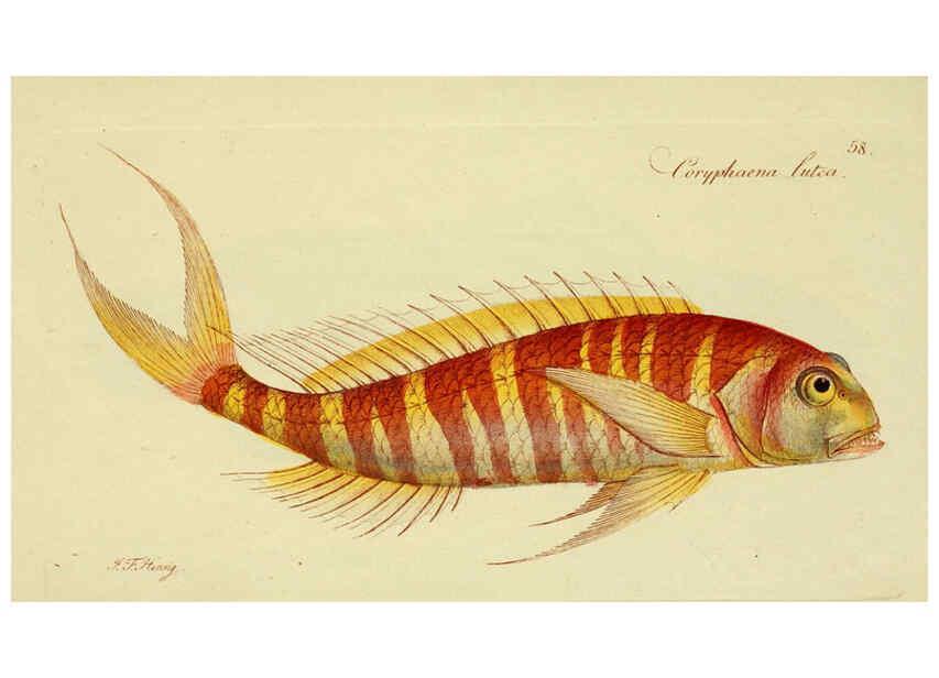 Reproducción/Reproduction 6005482633: M.E. Blochii ... Systema ichthyologiae iconibus CX illustratum v.2 Berolini :Sumtibus auctoris impressum et Bibliopolio Sanderiano commissum,1801