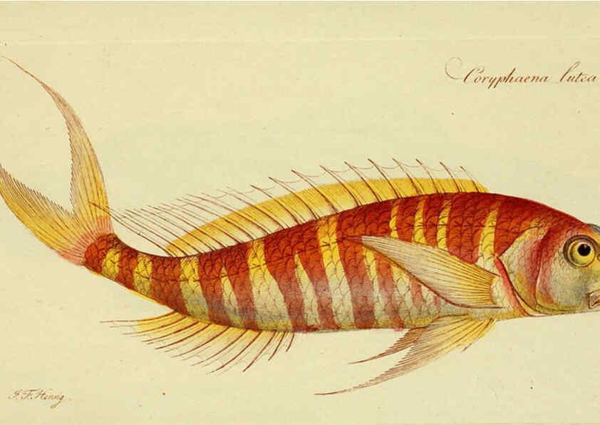 Reproducción/Reproduction 6005482633: M.E. Blochii ... Systema ichthyologiae iconibus CX illustratum v.2 Berolini :Sumtibus auctoris impressum et Bibliopolio Sanderiano commissum,1801