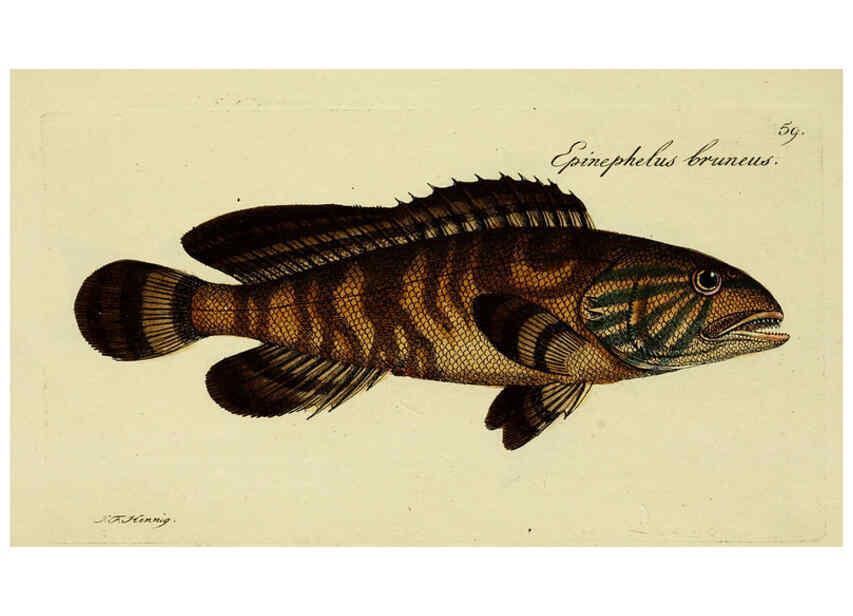 Reproducción/Reproduction 6006025754: M.E. Blochii ... Systema ichthyologiae iconibus CX illustratum v.2 Berolini :Sumtibus auctoris impressum et Bibliopolio Sanderiano commissum,1801