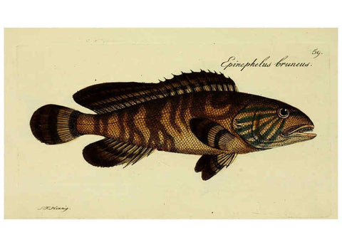 Reproducción/Reproduction 6006025754: M.E. Blochii ... Systema ichthyologiae iconibus CX illustratum v.2 Berolini :Sumtibus auctoris impressum et Bibliopolio Sanderiano commissum,1801