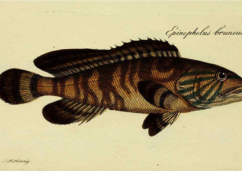 Reproducción/Reproduction 6006025754: M.E. Blochii ... Systema ichthyologiae iconibus CX illustratum v.2 Berolini :Sumtibus auctoris impressum et Bibliopolio Sanderiano commissum,1801
