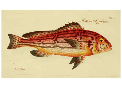Reproducción/Reproduction 6005483297: M.E. Blochii ... Systema ichthyologiae iconibus CX illustratum v.2 Berolini :Sumtibus auctoris impressum et Bibliopolio Sanderiano commissum,1801