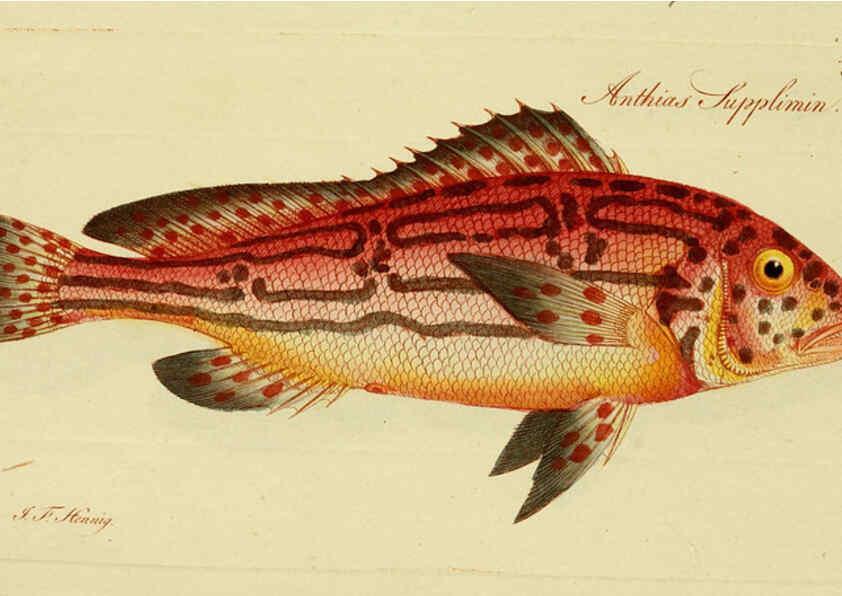 Reproducción/Reproduction 6005483297: M.E. Blochii ... Systema ichthyologiae iconibus CX illustratum v.2 Berolini :Sumtibus auctoris impressum et Bibliopolio Sanderiano commissum,1801