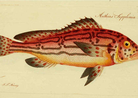 Reproducción/Reproduction 6005483297: M.E. Blochii ... Systema ichthyologiae iconibus CX illustratum v.2 Berolini :Sumtibus auctoris impressum et Bibliopolio Sanderiano commissum,1801