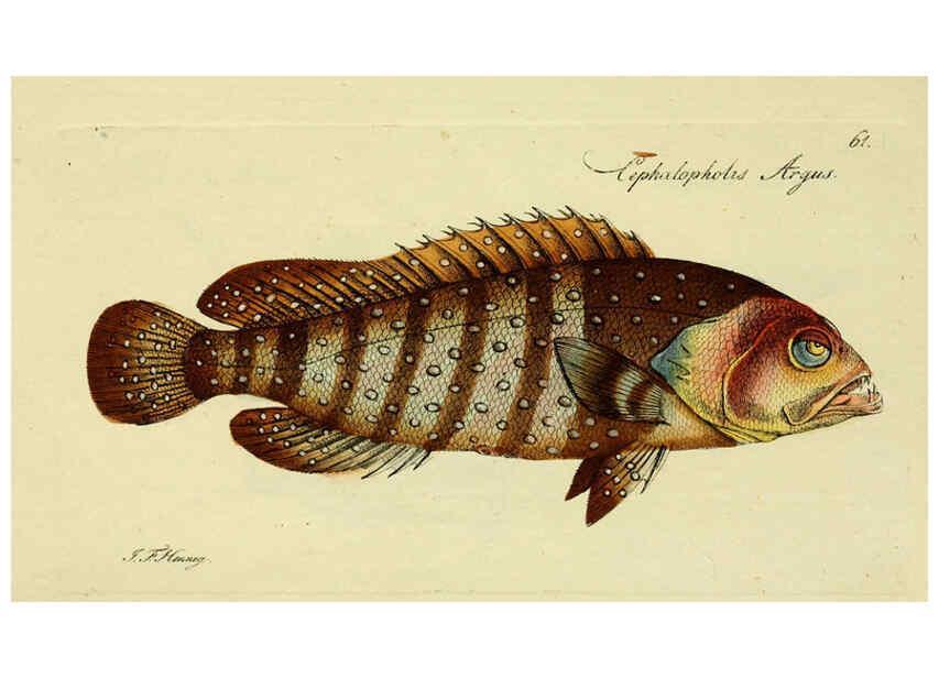 Reproducción/Reproduction 6005483543: M.E. Blochii ... Systema ichthyologiae iconibus CX illustratum v.2 Berolini :Sumtibus auctoris impressum et Bibliopolio Sanderiano commissum,1801