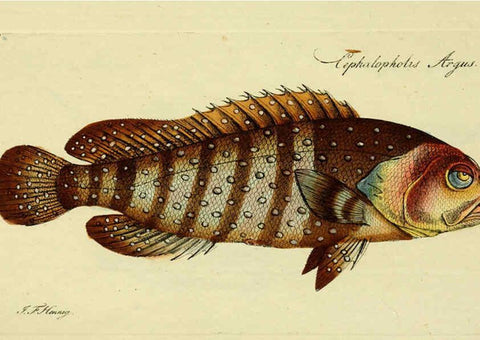Reproducción/Reproduction 6005483543: M.E. Blochii ... Systema ichthyologiae iconibus CX illustratum v.2 Berolini :Sumtibus auctoris impressum et Bibliopolio Sanderiano commissum,1801