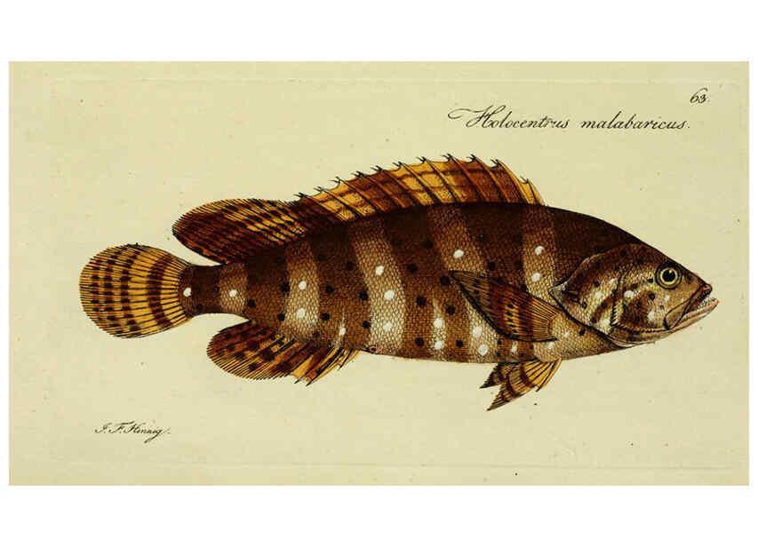 Reproducción/Reproduction 6005483929: M.E. Blochii ... Systema ichthyologiae iconibus CX illustratum v.2 Berolini :Sumtibus auctoris impressum et Bibliopolio Sanderiano commissum,1801