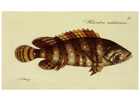 Reproducción/Reproduction 6005483929: M.E. Blochii ... Systema ichthyologiae iconibus CX illustratum v.2 Berolini :Sumtibus auctoris impressum et Bibliopolio Sanderiano commissum,1801