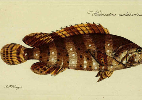 Reproducción/Reproduction 6005483929: M.E. Blochii ... Systema ichthyologiae iconibus CX illustratum v.2 Berolini :Sumtibus auctoris impressum et Bibliopolio Sanderiano commissum,1801