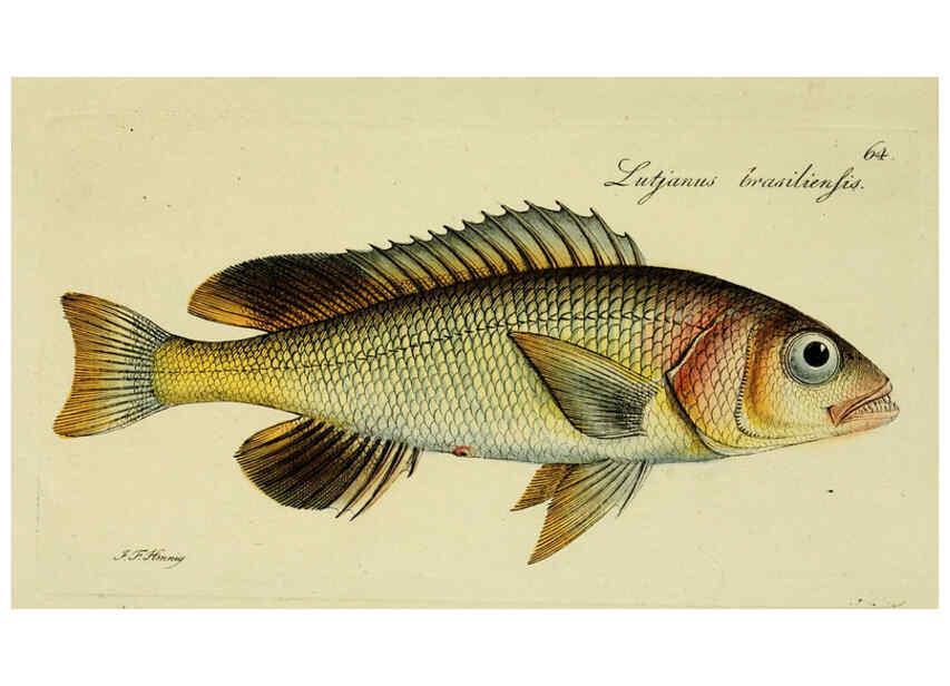 Reproducción/Reproduction 6005484283: M.E. Blochii ... Systema ichthyologiae iconibus CX illustratum v.2 Berolini :Sumtibus auctoris impressum et Bibliopolio Sanderiano commissum,1801