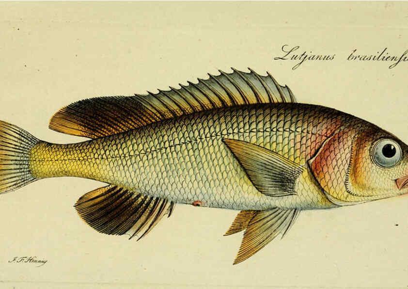 Reproducción/Reproduction 6005484283: M.E. Blochii ... Systema ichthyologiae iconibus CX illustratum v.2 Berolini :Sumtibus auctoris impressum et Bibliopolio Sanderiano commissum,1801