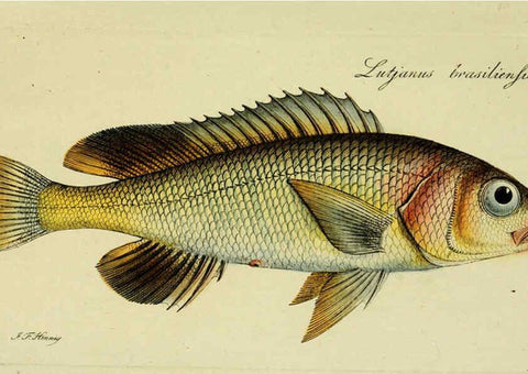 Reproducción/Reproduction 6005484283: M.E. Blochii ... Systema ichthyologiae iconibus CX illustratum v.2 Berolini :Sumtibus auctoris impressum et Bibliopolio Sanderiano commissum,1801
