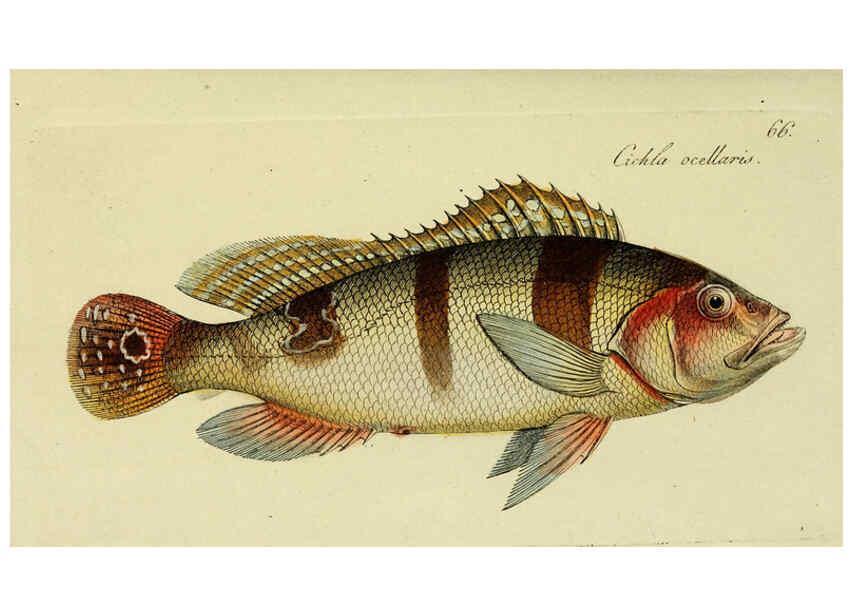 Reproducción/Reproduction 6005484867: M.E. Blochii ... Systema ichthyologiae iconibus CX illustratum v.2 Berolini :Sumtibus auctoris impressum et Bibliopolio Sanderiano commissum,1801