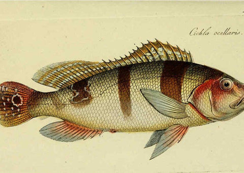 Reproducción/Reproduction 6005484867: M.E. Blochii ... Systema ichthyologiae iconibus CX illustratum v.2 Berolini :Sumtibus auctoris impressum et Bibliopolio Sanderiano commissum,1801