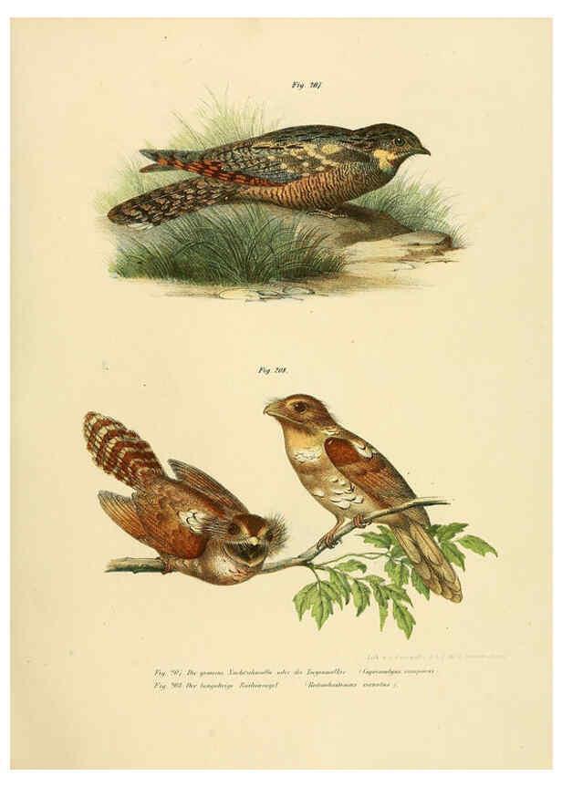 Reproducción/Reproduction 6005765010: Bilder-atlas zur Wissenschaftlich-populären Naturgeschichte der Vögel in ihren sämmtlichen Hauptformen Wien,K.K. Hof und Staatsdruckerei,1864