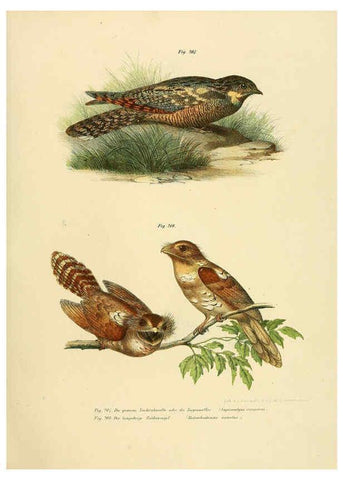 Reproducción/Reproduction 6005765010: Bilder-atlas zur Wissenschaftlich-populären Naturgeschichte der Vögel in ihren sämmtlichen Hauptformen Wien,K.K. Hof und Staatsdruckerei,1864