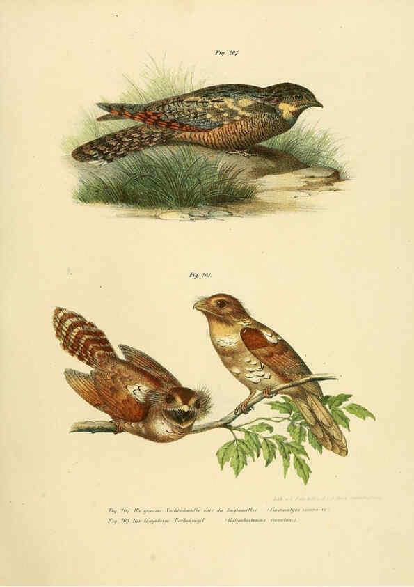 Reproducción/Reproduction 6005765010: Bilder-atlas zur Wissenschaftlich-populären Naturgeschichte der Vögel in ihren sämmtlichen Hauptformen Wien,K.K. Hof und Staatsdruckerei,1864