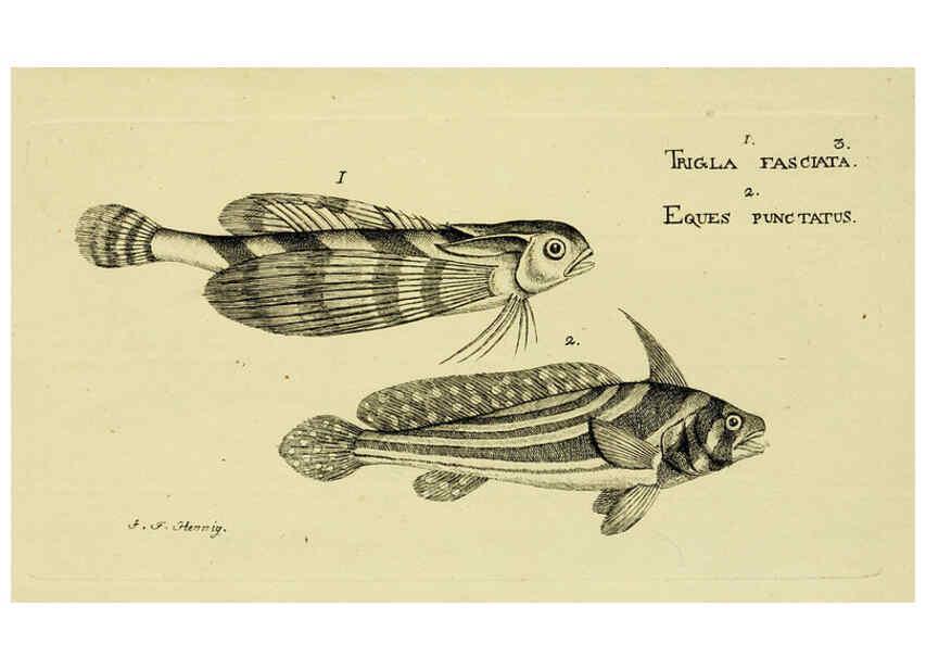 Reproducción/Reproduction 6005463337: M.E. Blochii ... Systema ichthyologiae iconibus CX illustratum v.2 Berolini :Sumtibus auctoris impressum et Bibliopolio Sanderiano commissum,1801