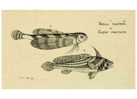 Reproducción/Reproduction 6005463337: M.E. Blochii ... Systema ichthyologiae iconibus CX illustratum v.2 Berolini :Sumtibus auctoris impressum et Bibliopolio Sanderiano commissum,1801