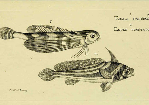 Reproducción/Reproduction 6005463337: M.E. Blochii ... Systema ichthyologiae iconibus CX illustratum v.2 Berolini :Sumtibus auctoris impressum et Bibliopolio Sanderiano commissum,1801