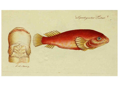 Reproducción/Reproduction 6005462777: M.E. Blochii ... Systema ichthyologiae iconibus CX illustratum v.2 Berolini :Sumtibus auctoris impressum et Bibliopolio Sanderiano commissum,1801