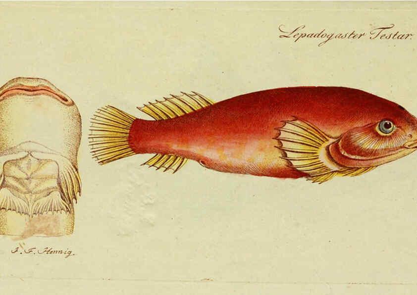 Reproducción/Reproduction 6005462777: M.E. Blochii ... Systema ichthyologiae iconibus CX illustratum v.2 Berolini :Sumtibus auctoris impressum et Bibliopolio Sanderiano commissum,1801