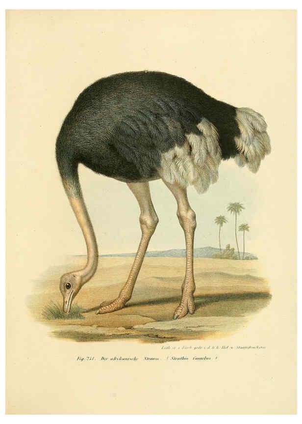 Reproducción/Reproduction 6005772584: Bilder-atlas zur Wissenschaftlich-populären Naturgeschichte der Vögel in ihren sämmtlichen Hauptformen Wien,K.K. Hof und Staatsdruckerei,1864