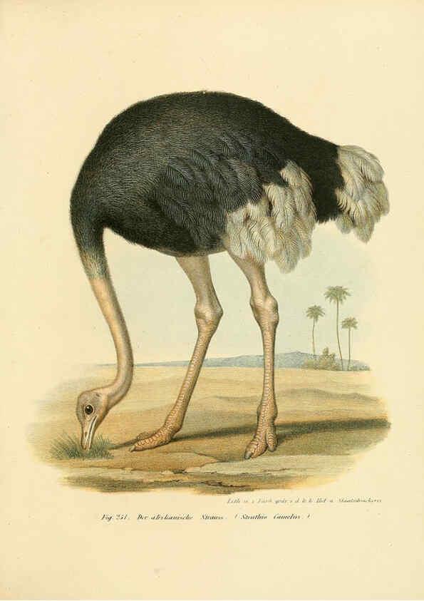 Reproducción/Reproduction 6005772584: Bilder-atlas zur Wissenschaftlich-populären Naturgeschichte der Vögel in ihren sämmtlichen Hauptformen Wien,K.K. Hof und Staatsdruckerei,1864