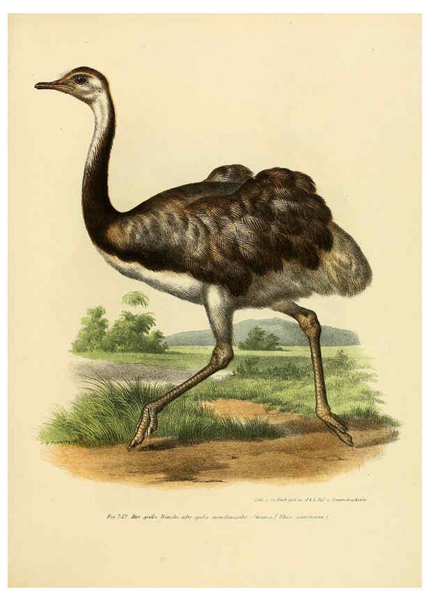 Reproducción/Reproduction 6005228333: Bilder-atlas zur Wissenschaftlich-populären Naturgeschichte der Vögel in ihren sämmtlichen Hauptformen Wien,K.K. Hof und Staatsdruckerei,1864