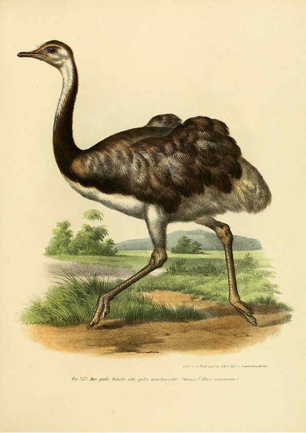 Reproducción/Reproduction 6005228333: Bilder-atlas zur Wissenschaftlich-populären Naturgeschichte der Vögel in ihren sämmtlichen Hauptformen Wien,K.K. Hof und Staatsdruckerei,1864