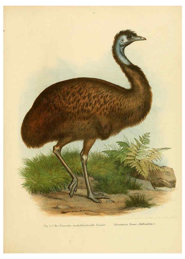 Reproducción/Reproduction 6005228629: Bilder-atlas zur Wissenschaftlich-populären Naturgeschichte der Vögel in ihren sämmtlichen Hauptformen Wien,K.K. Hof und Staatsdruckerei,1864