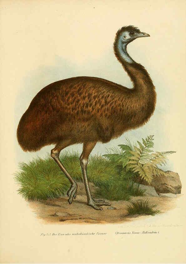 Reproducción/Reproduction 6005228629: Bilder-atlas zur Wissenschaftlich-populären Naturgeschichte der Vögel in ihren sämmtlichen Hauptformen Wien,K.K. Hof und Staatsdruckerei,1864