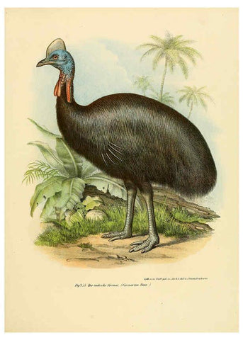 Reproducción/Reproduction 6005773484: Bilder-atlas zur Wissenschaftlich-populären Naturgeschichte der Vögel in ihren sämmtlichen Hauptformen Wien,K.K. Hof und Staatsdruckerei,1864