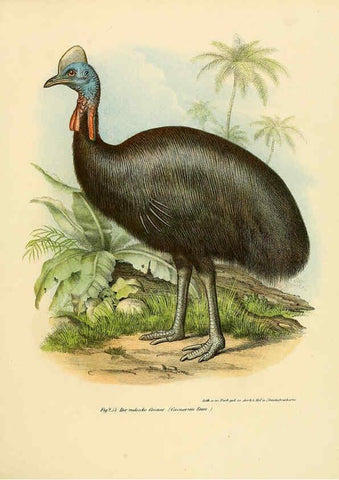 Reproducción/Reproduction 6005773484: Bilder-atlas zur Wissenschaftlich-populären Naturgeschichte der Vögel in ihren sämmtlichen Hauptformen Wien,K.K. Hof und Staatsdruckerei,1864