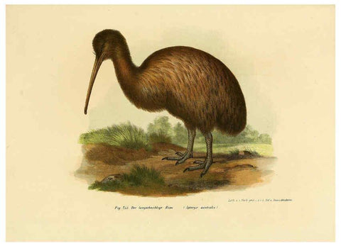 Reproducción/Reproduction 6005229189: Bilder-atlas zur Wissenschaftlich-populären Naturgeschichte der Vögel in ihren sämmtlichen Hauptformen Wien,K.K. Hof und Staatsdruckerei,1864
