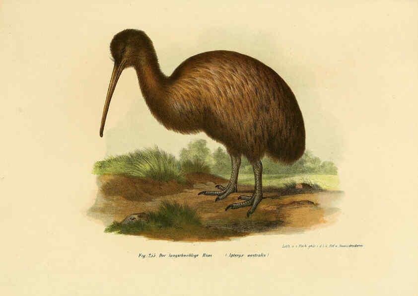 Reproducción/Reproduction 6005229189: Bilder-atlas zur Wissenschaftlich-populären Naturgeschichte der Vögel in ihren sämmtlichen Hauptformen Wien,K.K. Hof und Staatsdruckerei,1864