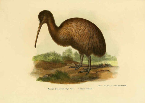Reproducción/Reproduction 6005229189: Bilder-atlas zur Wissenschaftlich-populären Naturgeschichte der Vögel in ihren sämmtlichen Hauptformen Wien,K.K. Hof und Staatsdruckerei,1864