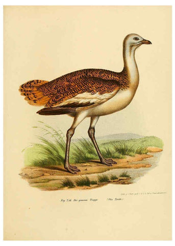 Reproducción/Reproduction 6005773988: Bilder-atlas zur Wissenschaftlich-populären Naturgeschichte der Vögel in ihren sämmtlichen Hauptformen Wien,K.K. Hof und Staatsdruckerei,1864